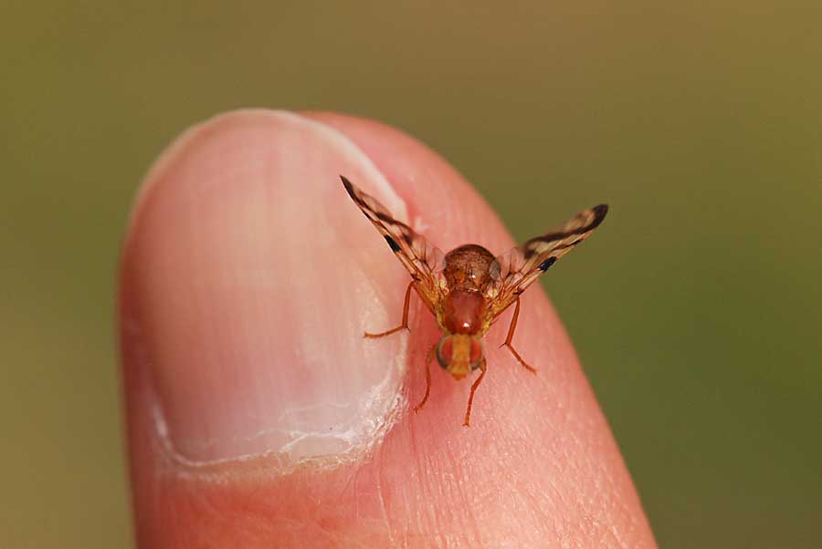 Piccolo Tephritidae : Acidia cognata